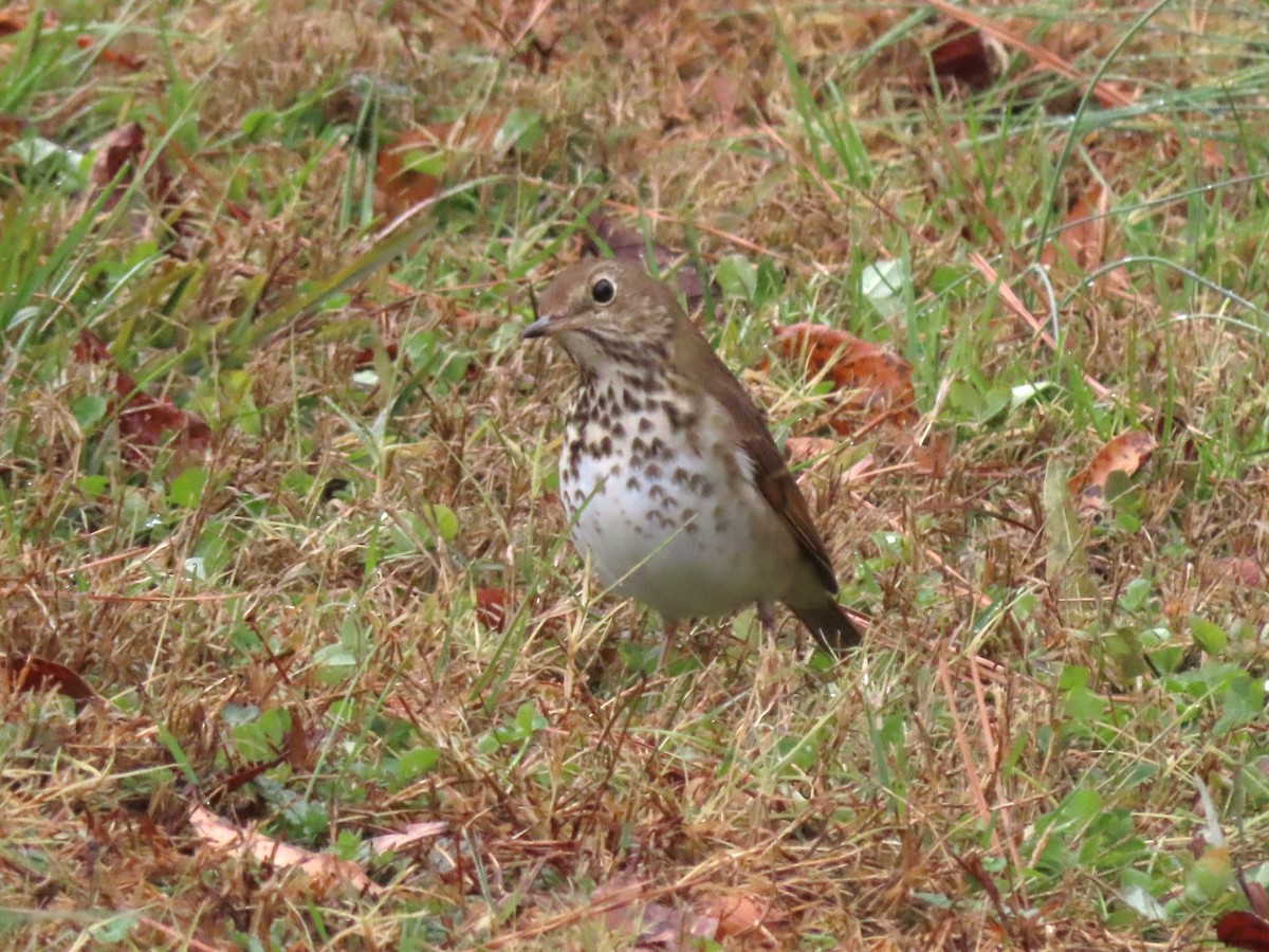 Hermit Thrush - ML627391758