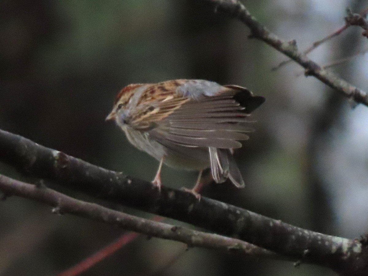Chipping Sparrow - ML627391764