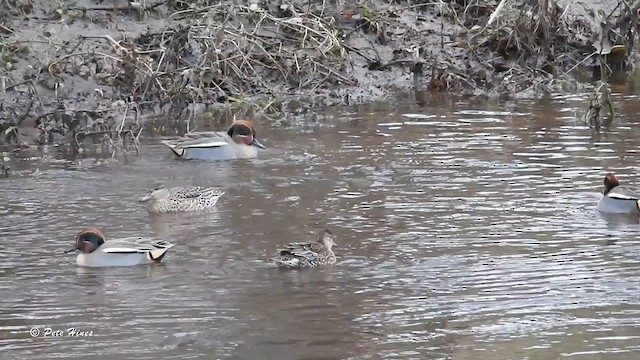 Green-winged Teal (Eurasian) - ML627391791