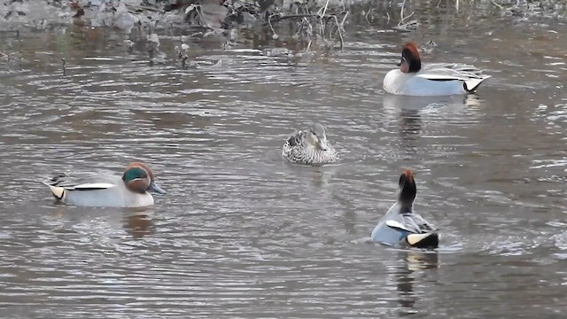 Green-winged Teal (Eurasian) - ML627391849