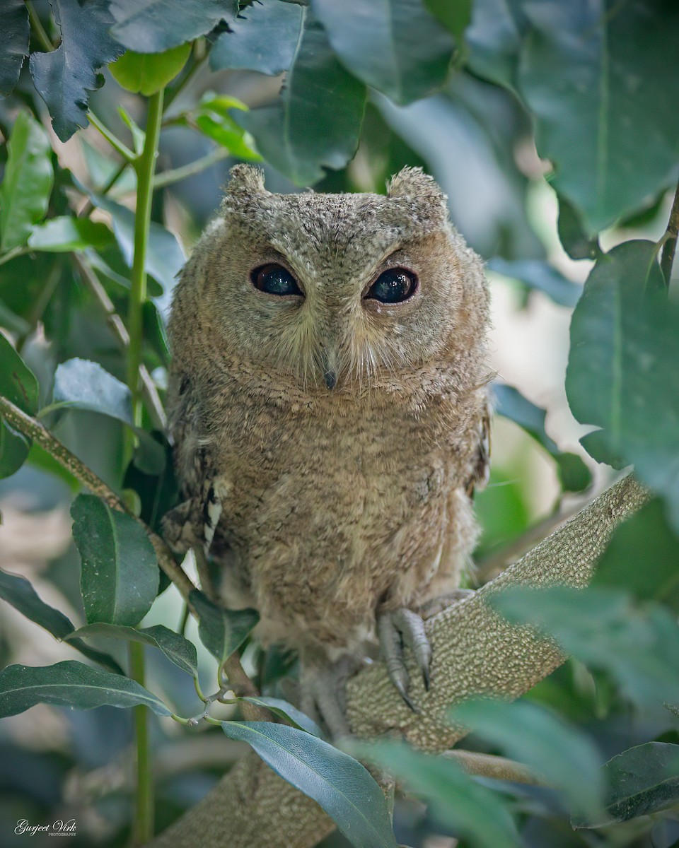 Indian Scops-Owl - ML627391971