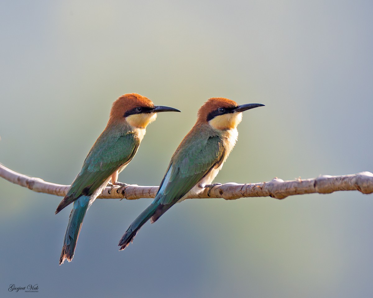 Chestnut-headed Bee-eater - ML627391977