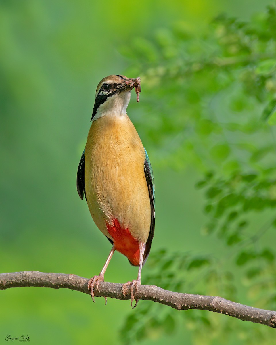Indian Pitta - ML627391998