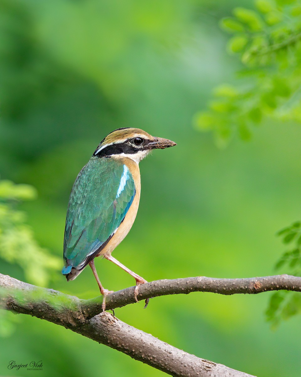 Indian Pitta - ML627391999