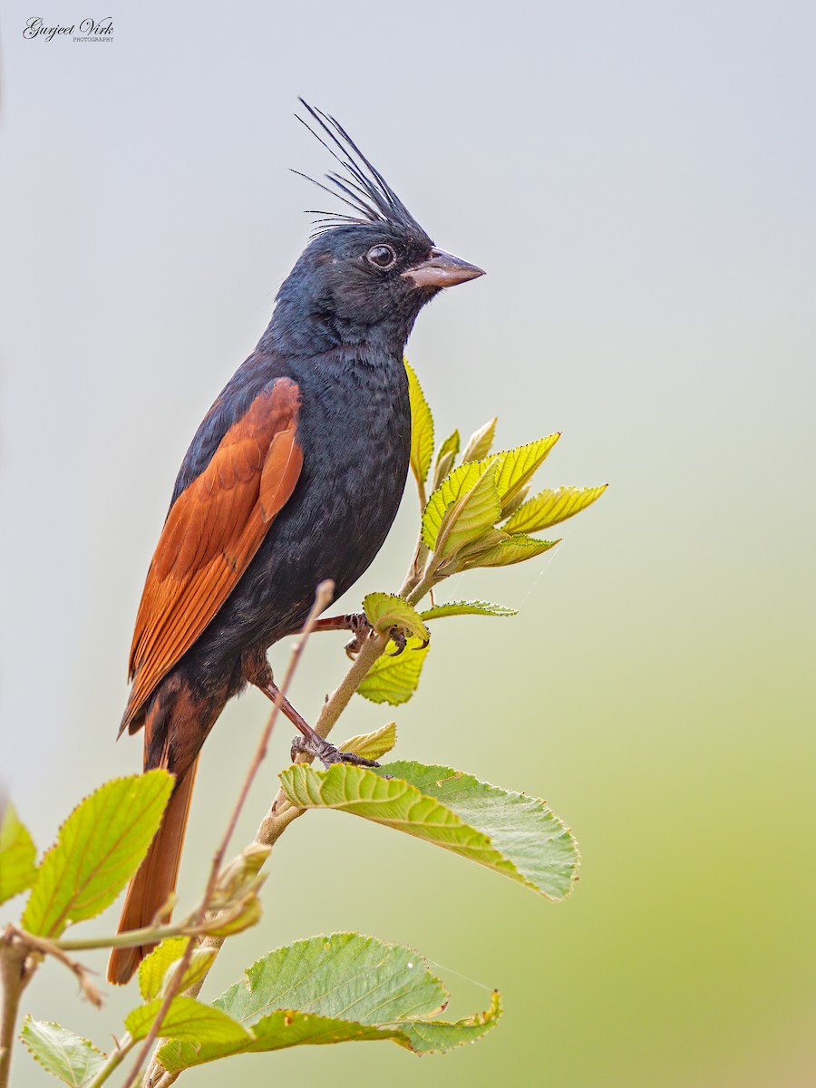 Crested Bunting - ML627392004