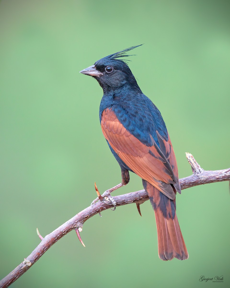 Crested Bunting - ML627392006