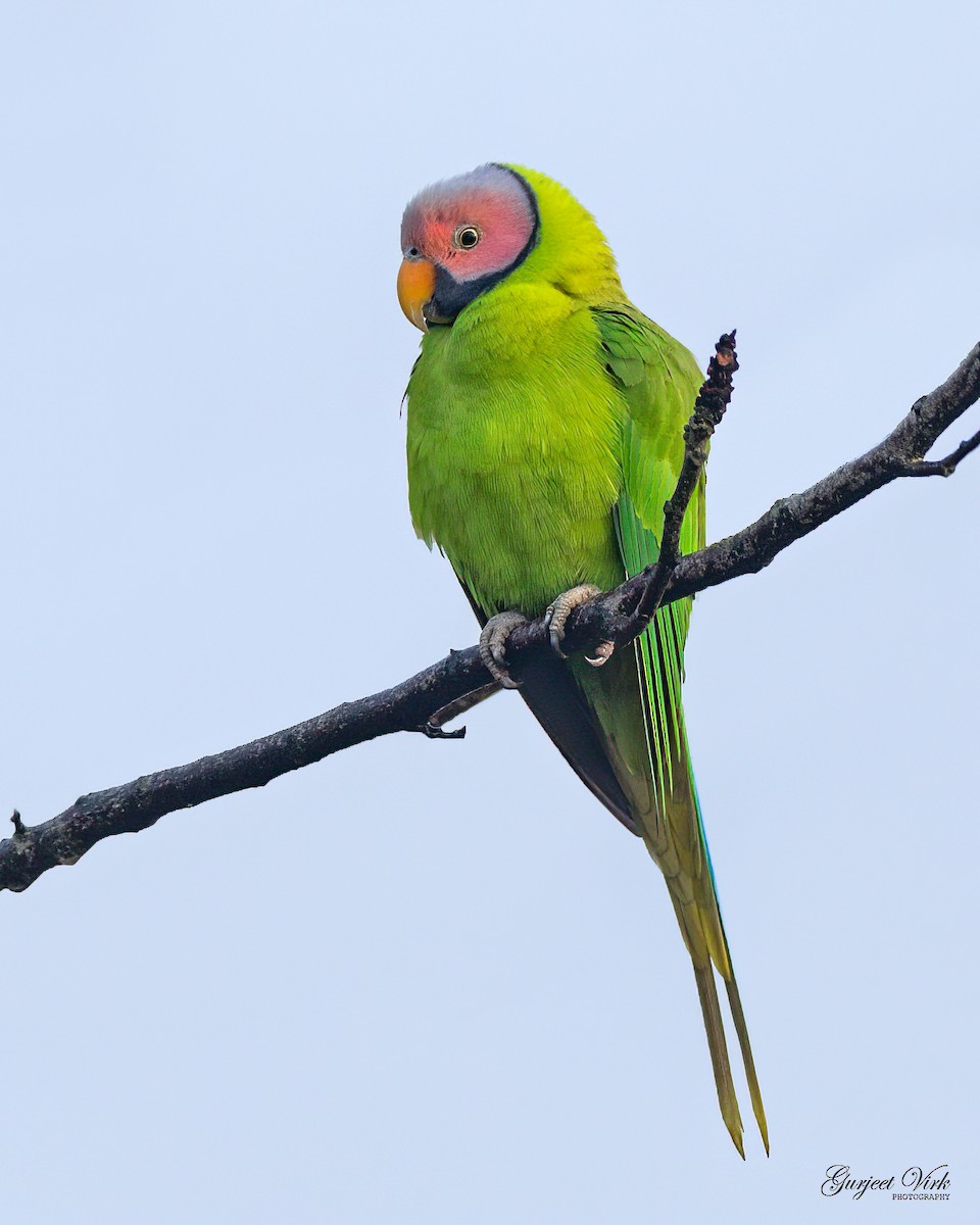 Blossom-headed Parakeet - ML627392041