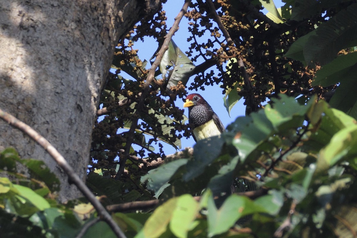 Western Yellow-billed Barbet - ML627392333