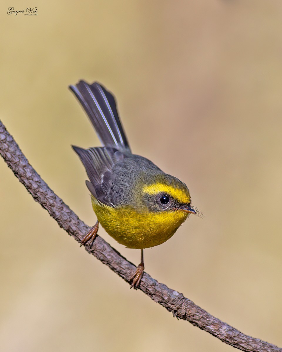 Yellow-bellied Fairy-Fantail - ML627392360