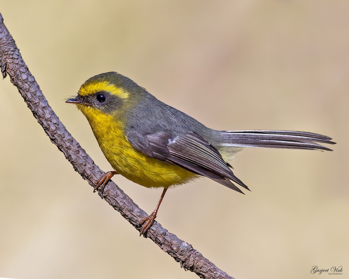 Yellow-bellied Fairy-Fantail - ML627392361