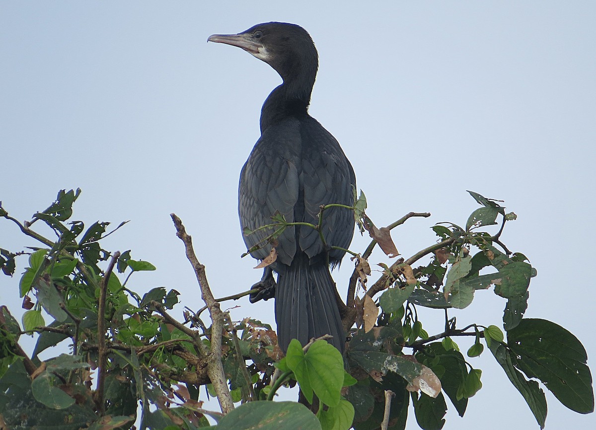 Little Cormorant - ML627392438