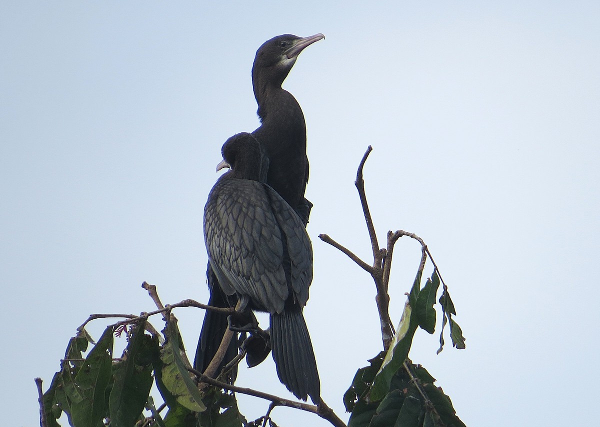Little Cormorant - ML627392439