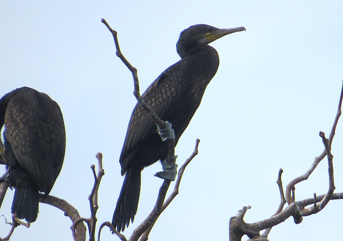 Indian Cormorant - ML627392444