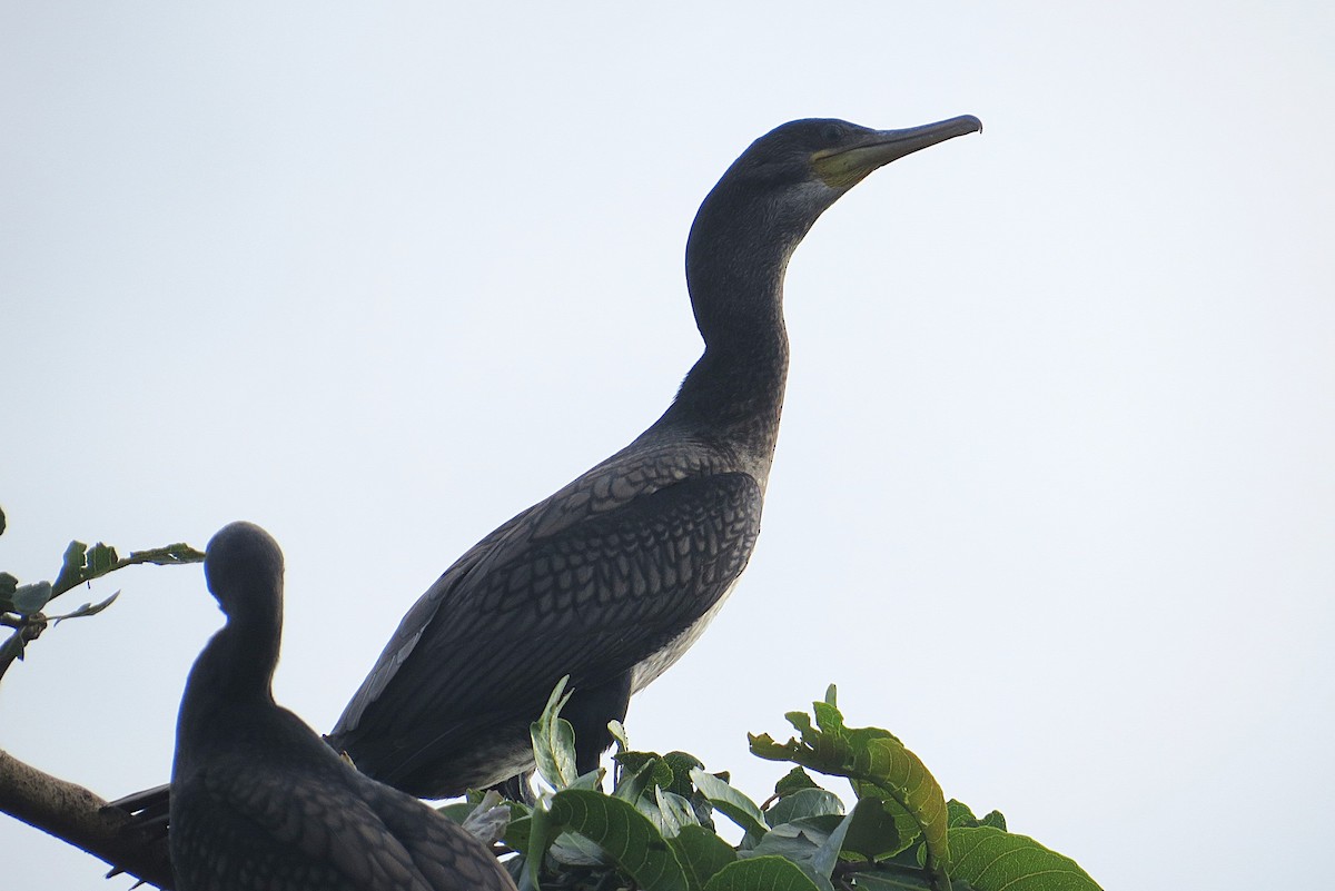 Indian Cormorant - ML627392463