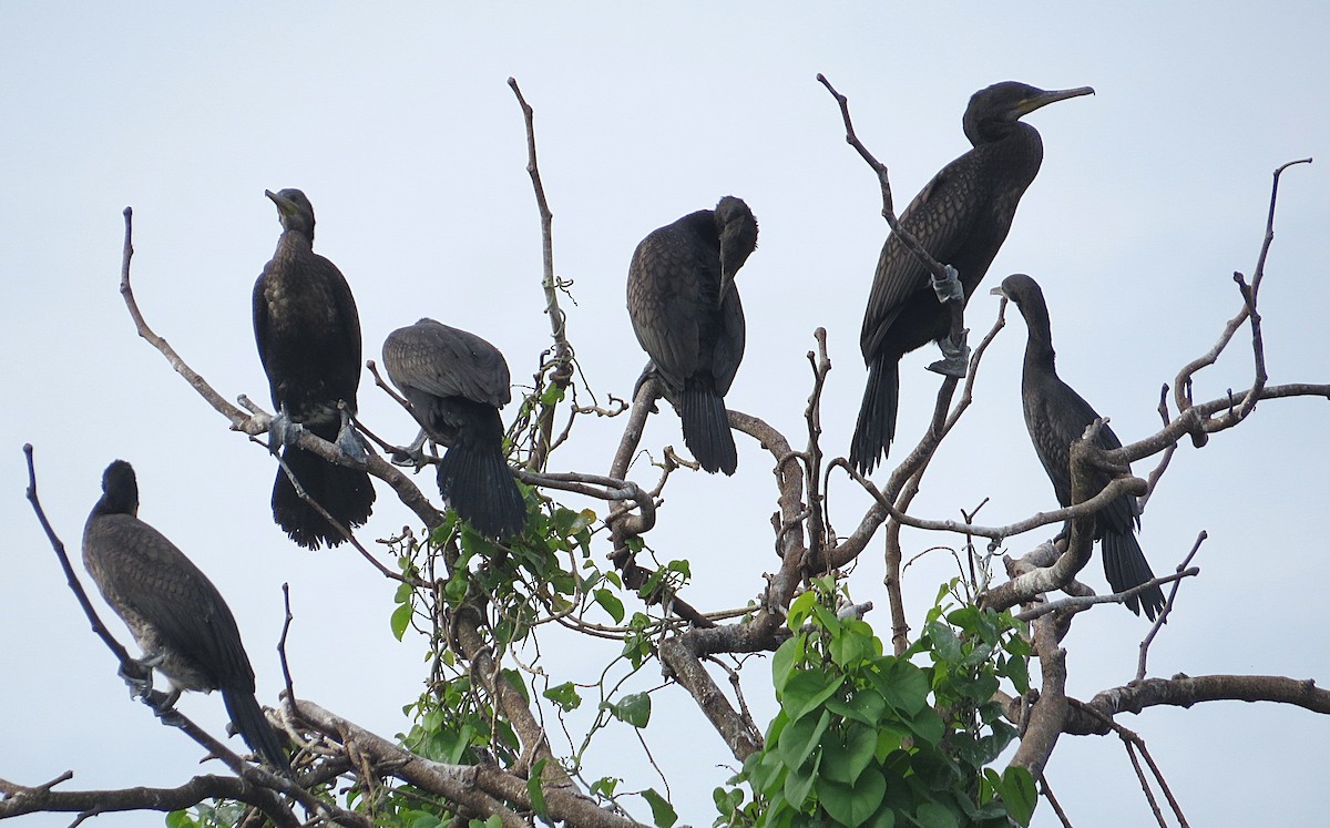 Indian Cormorant - ML627392464