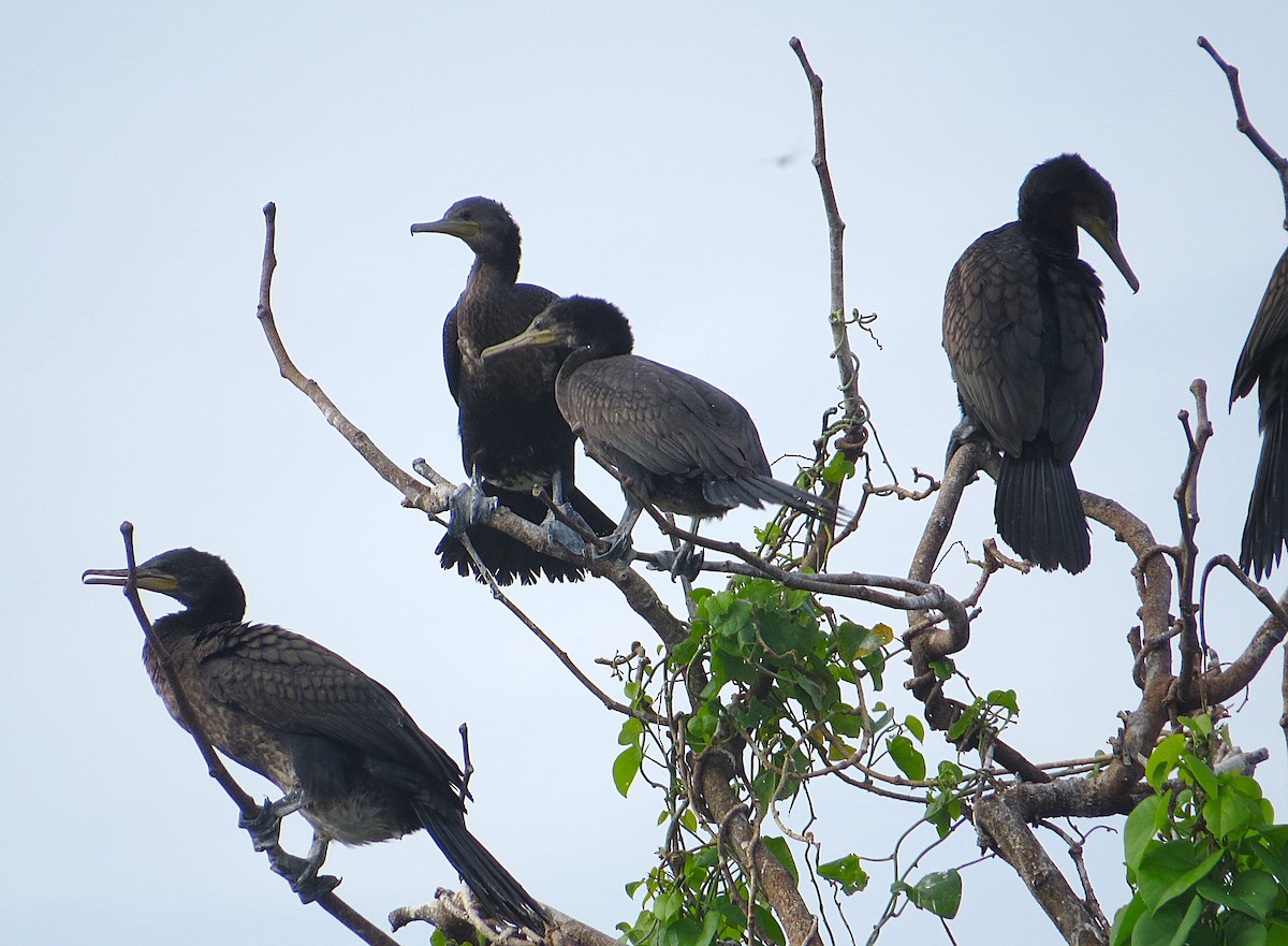 Indian Cormorant - ML627392465