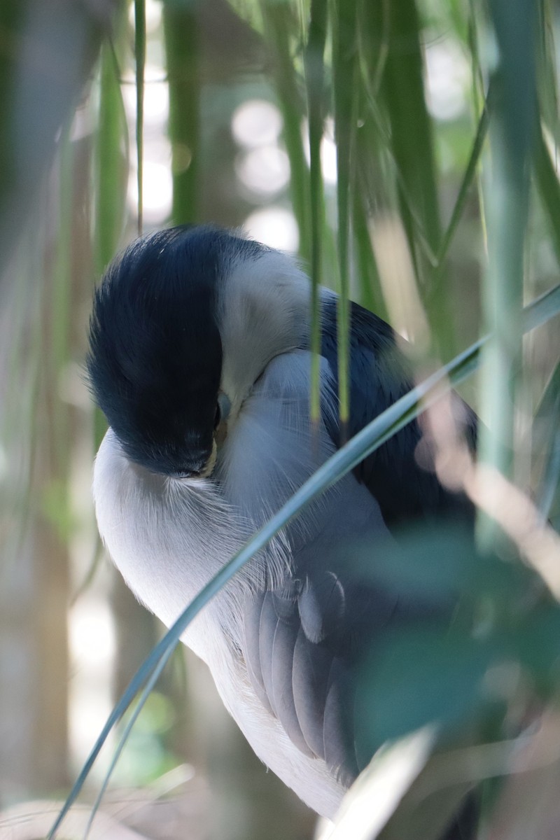 Black-crowned Night Heron - ML627392474