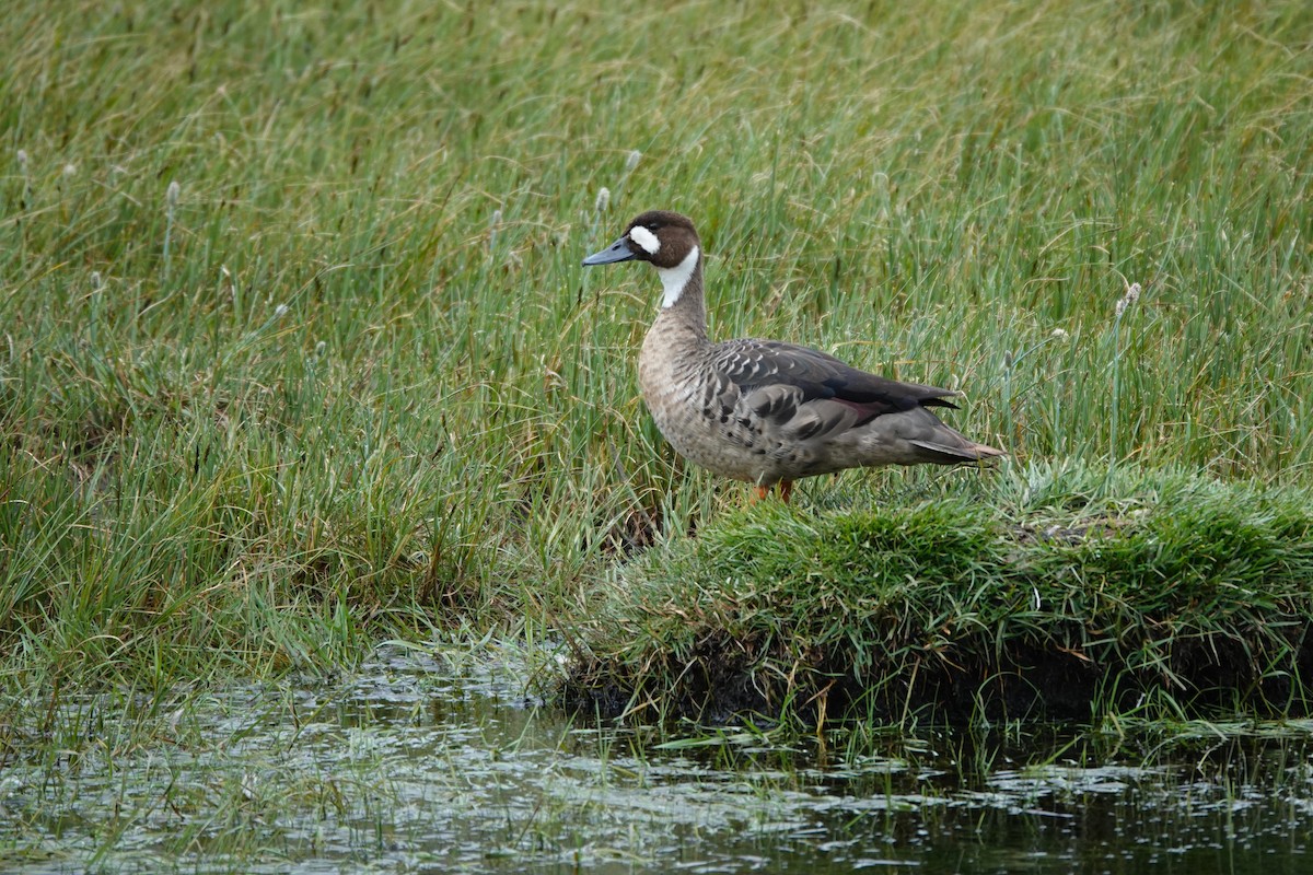 Spectacled Duck - ML627392479