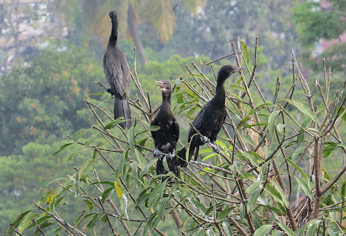 Little Cormorant - ML627392545