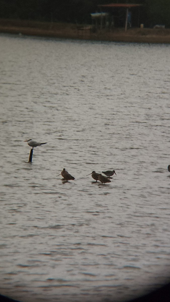 Marbled Godwit - ML627392550