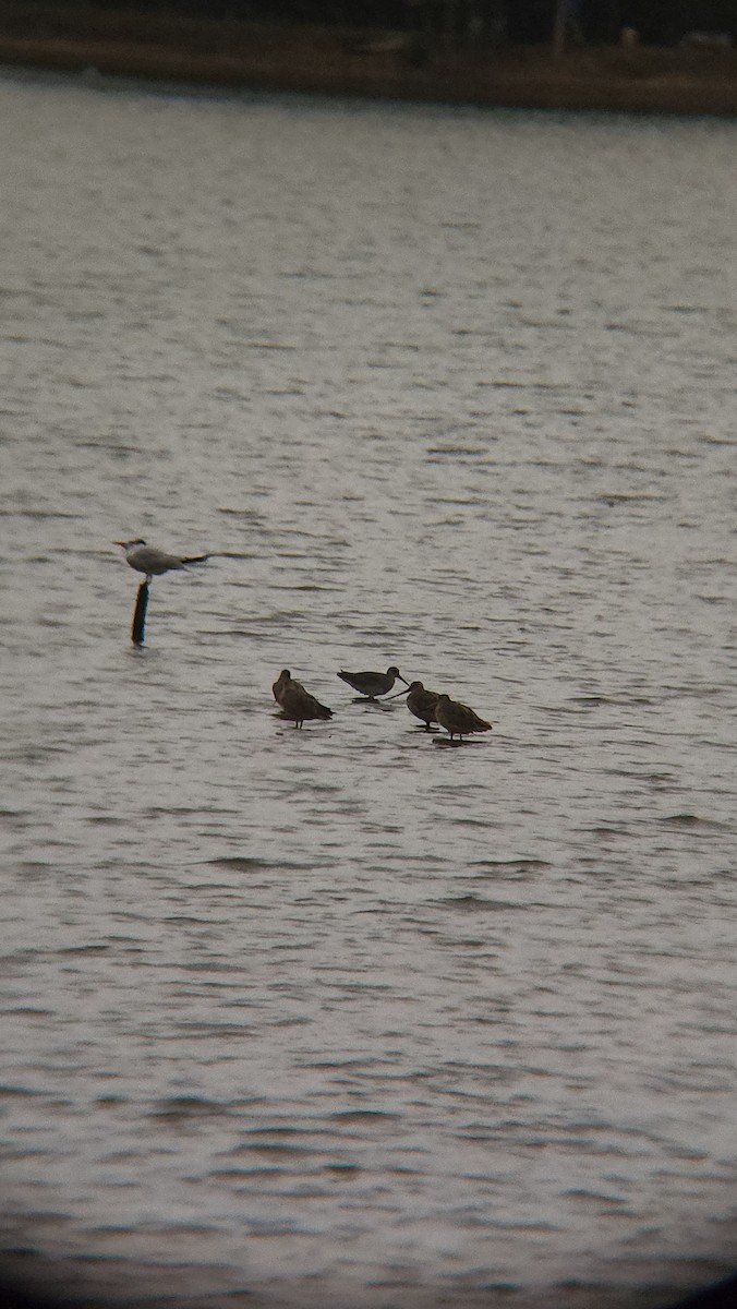 Marbled Godwit - ML627392575