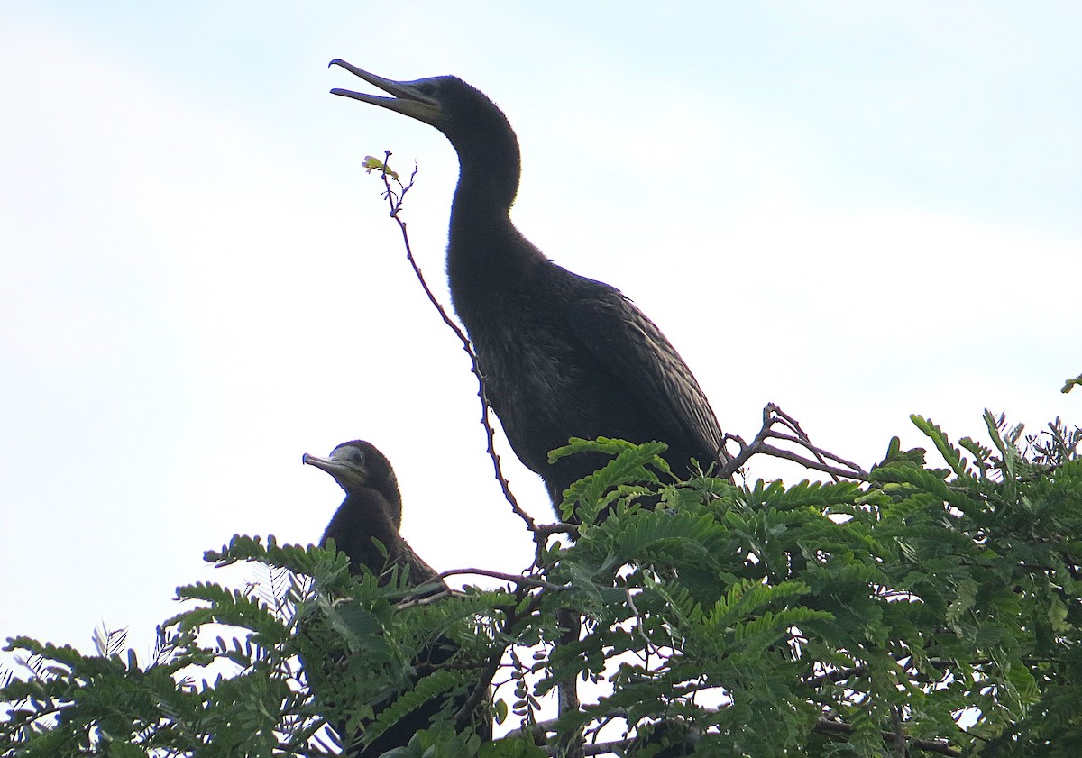 Indian Cormorant - ML627392594