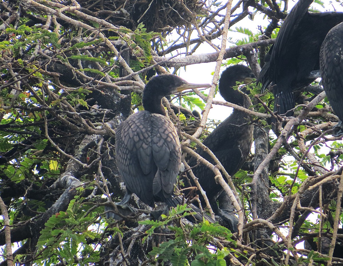 Indian Cormorant - ML627392595