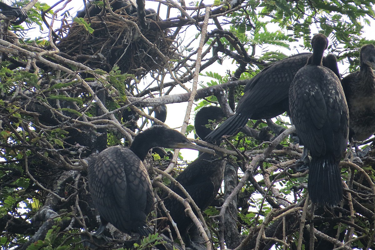 Indian Cormorant - ML627392596