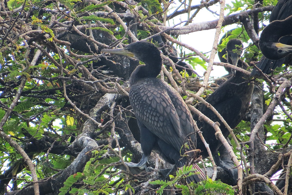 Indian Cormorant - ML627392597