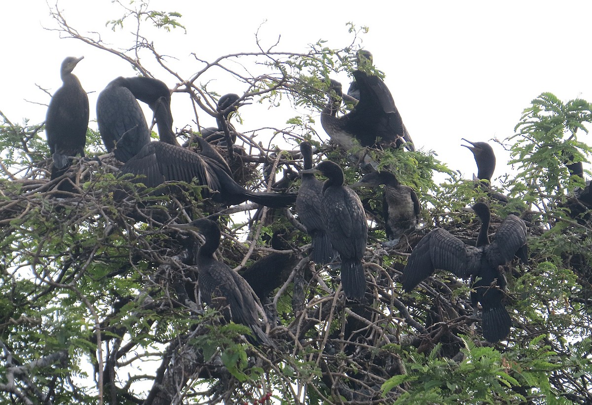 Indian Cormorant - ML627392598