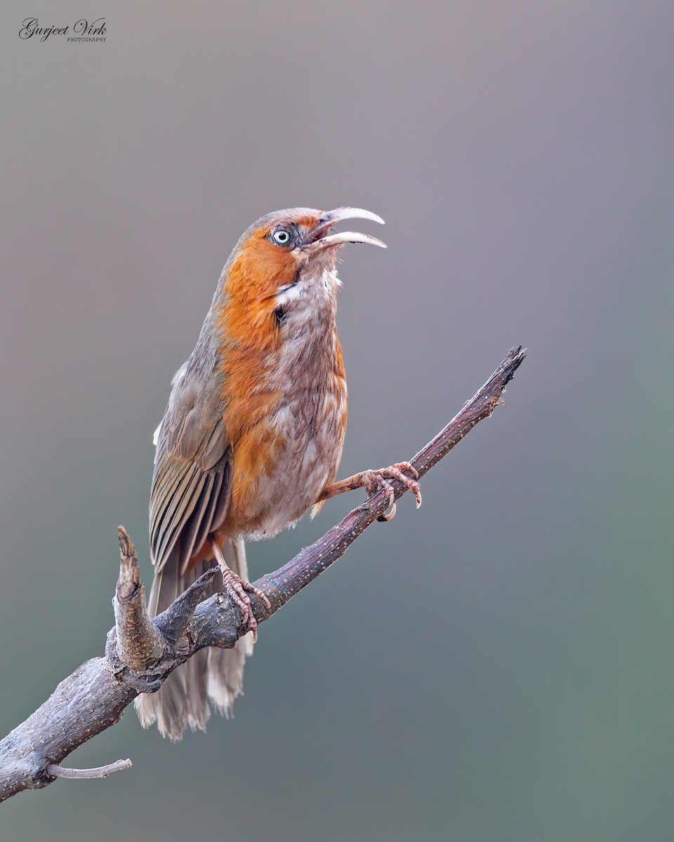 Rusty-cheeked Scimitar-Babbler - ML627392657