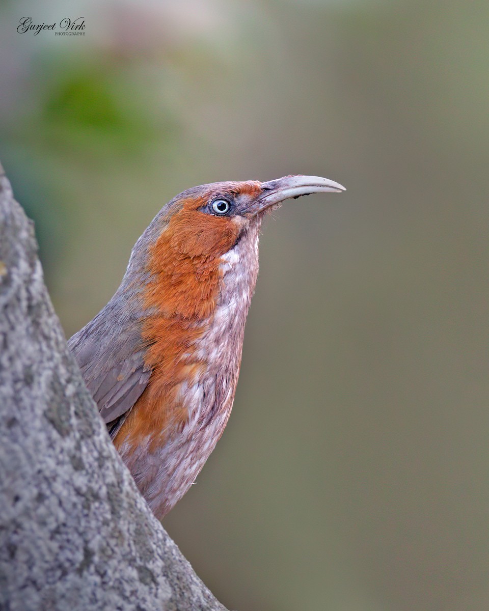 Rusty-cheeked Scimitar-Babbler - ML627392658