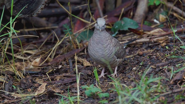 Inca Dove - ML627392742