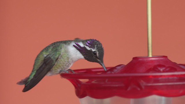 Costa's Hummingbird - ML627392749