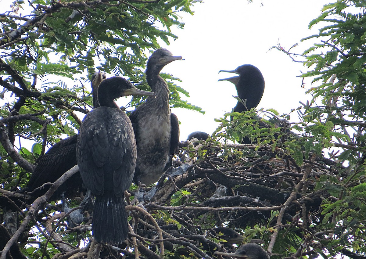 Indian Cormorant - ML627392770