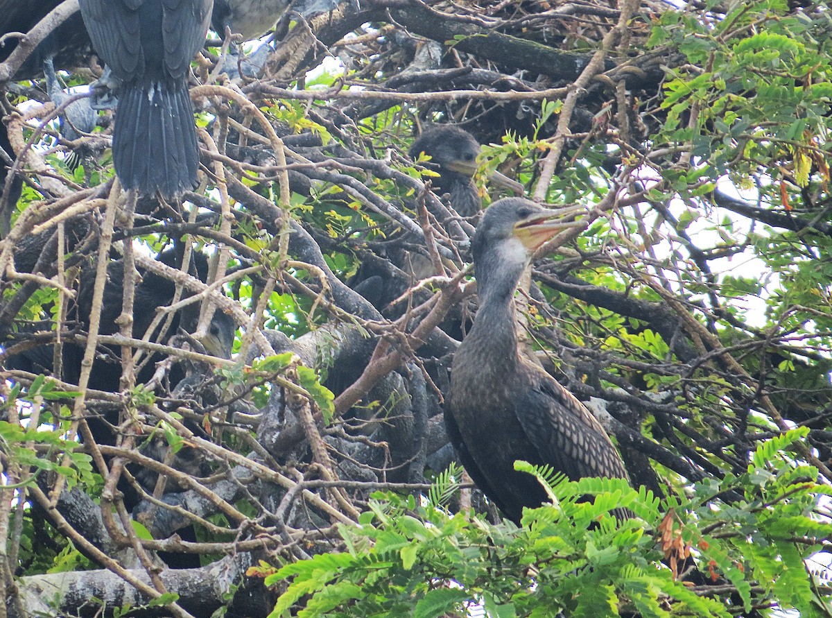 Indian Cormorant - ML627392771