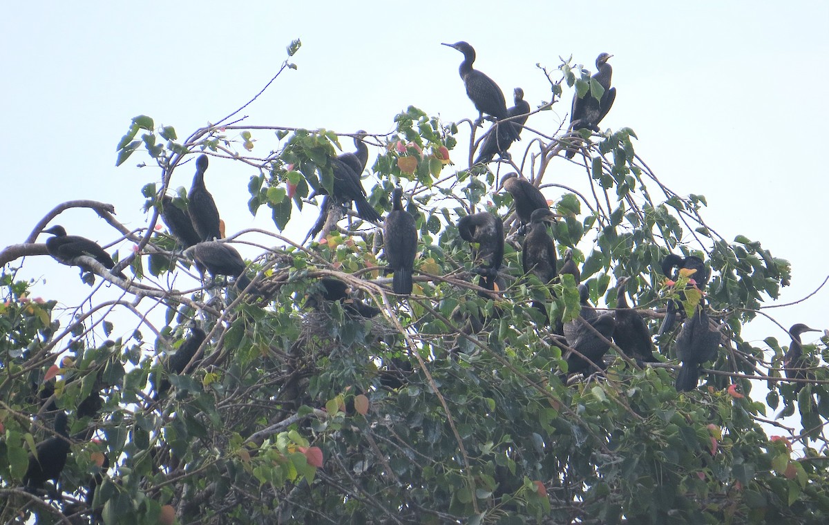 Indian Cormorant - ML627392772