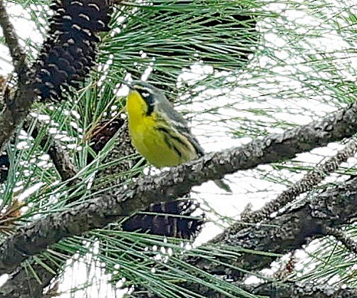 Bahama Warbler - ML627392838