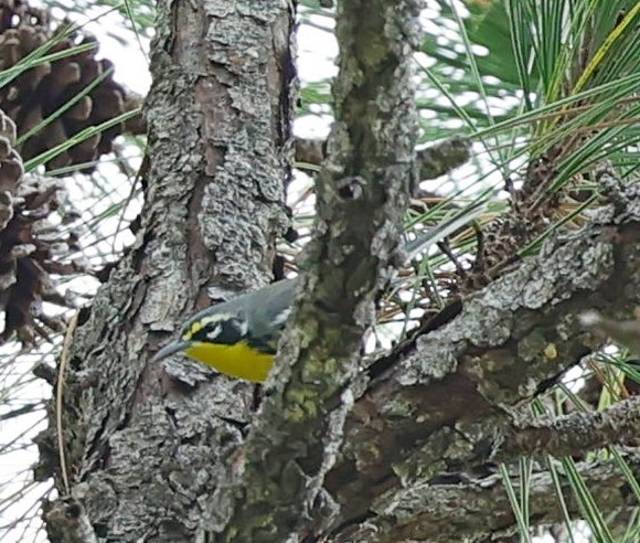 Bahama Warbler - ML627392839