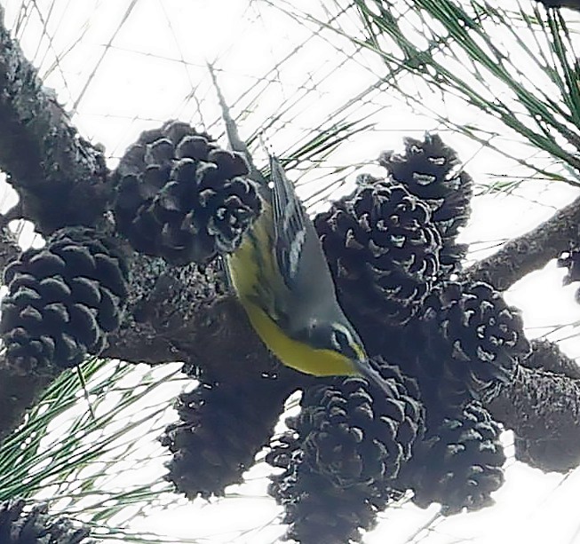 Bahama Warbler - ML627392840