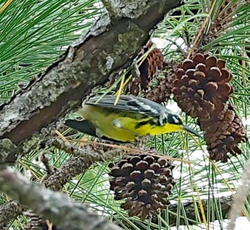 Bahama Warbler - ML627392841