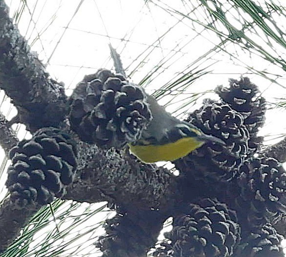 Bahama Warbler - ML627392842