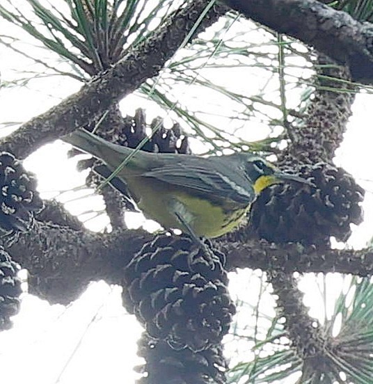 Bahama Warbler - ML627392843