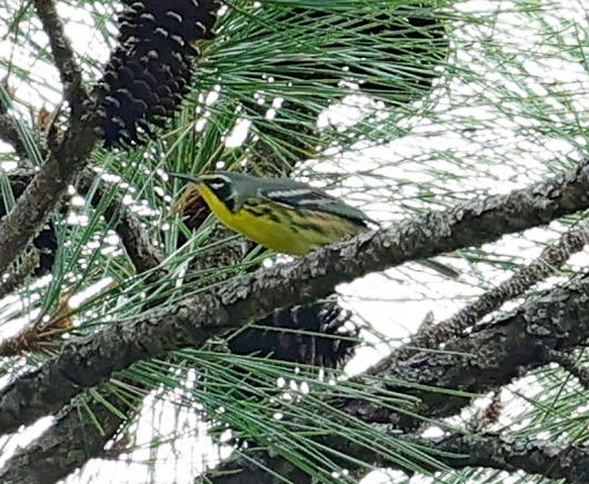 Bahama Warbler - ML627392845