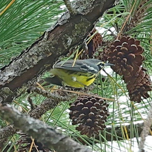 Bahama Warbler - ML627392846