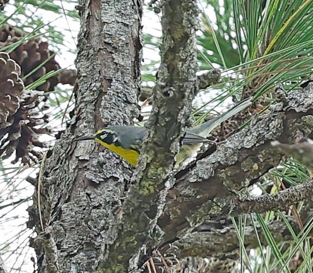 Bahama Warbler - ML627392847