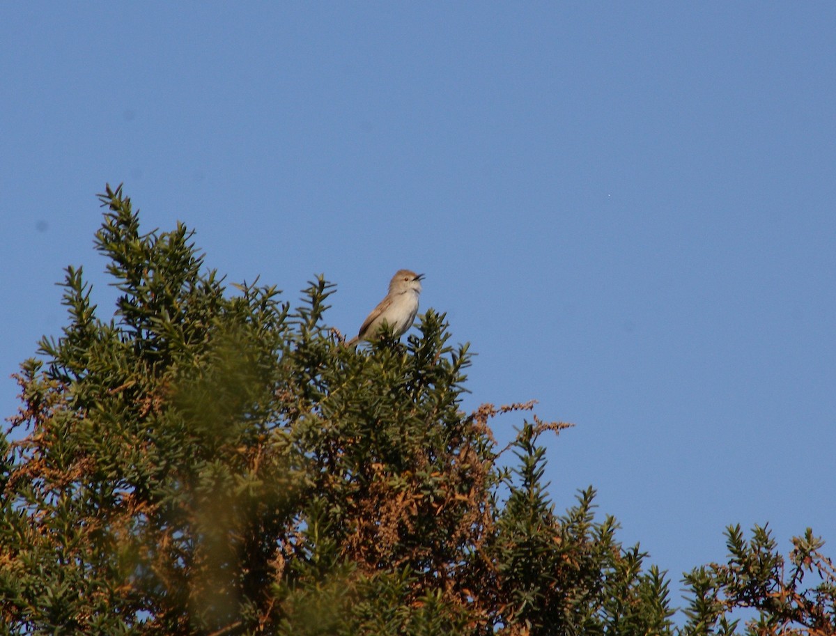 Graceful Prinia - ML627392883