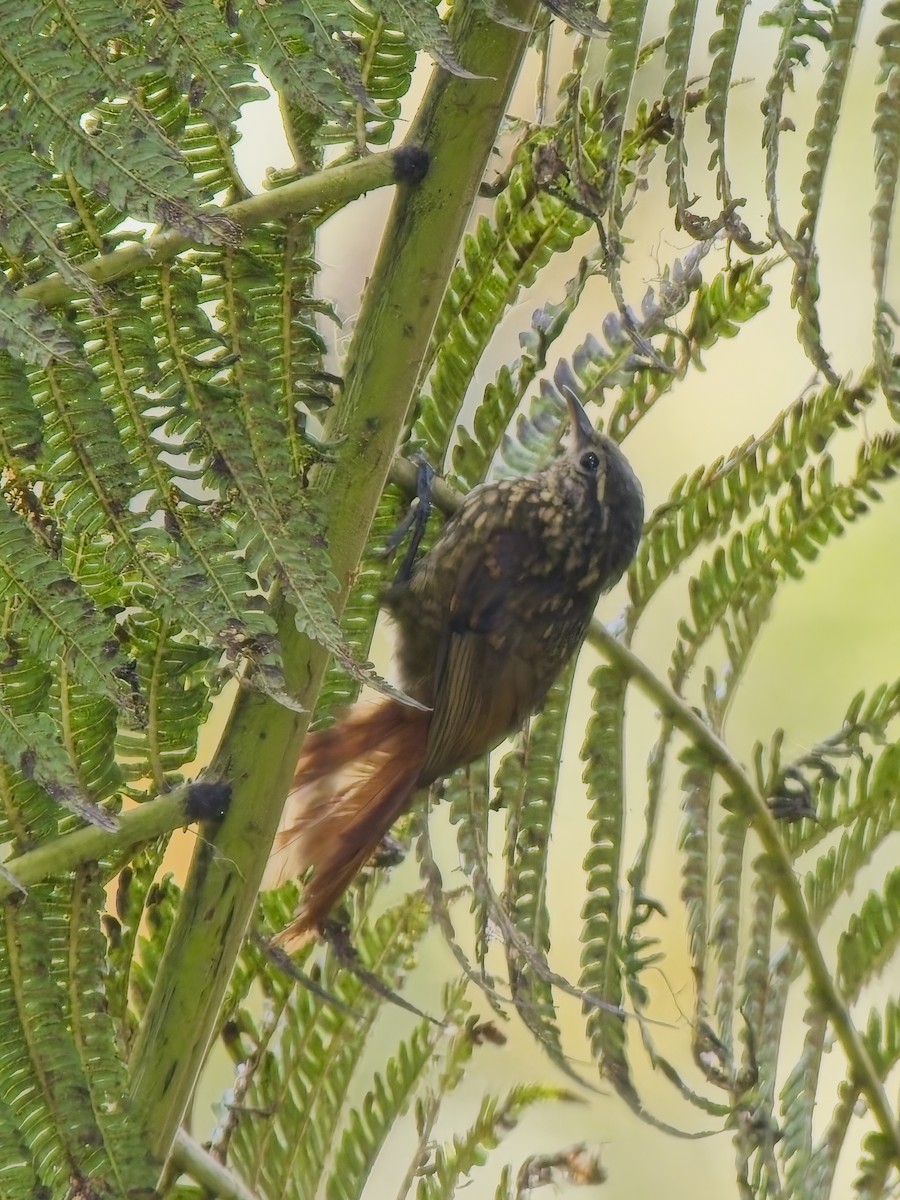 Rusty-winged Barbtail - ML627392910