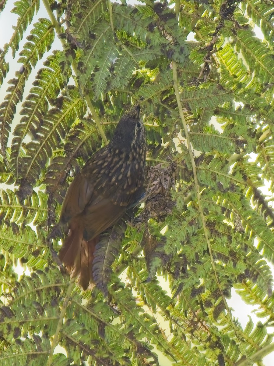 Rusty-winged Barbtail - ML627392913