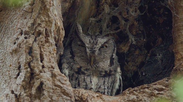 Eastern Screech-Owl - ML627392920